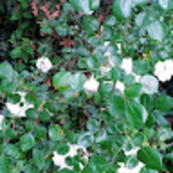 Meet your Posher, Maria - Picture 1 of 1